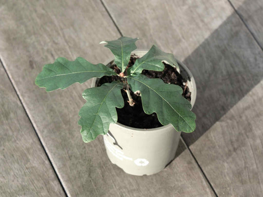 Egetræ vintereg Quercus Petraea eg plante
