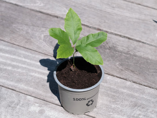 Egetræ plante rødeg Quercus Rubra